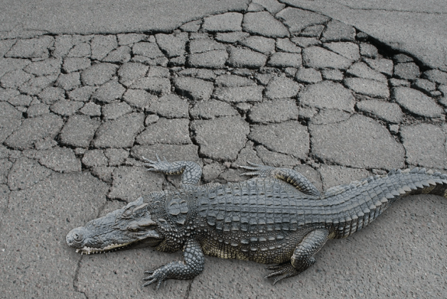 Alligator Cracking in Asphalt Pavement: Causes and Control